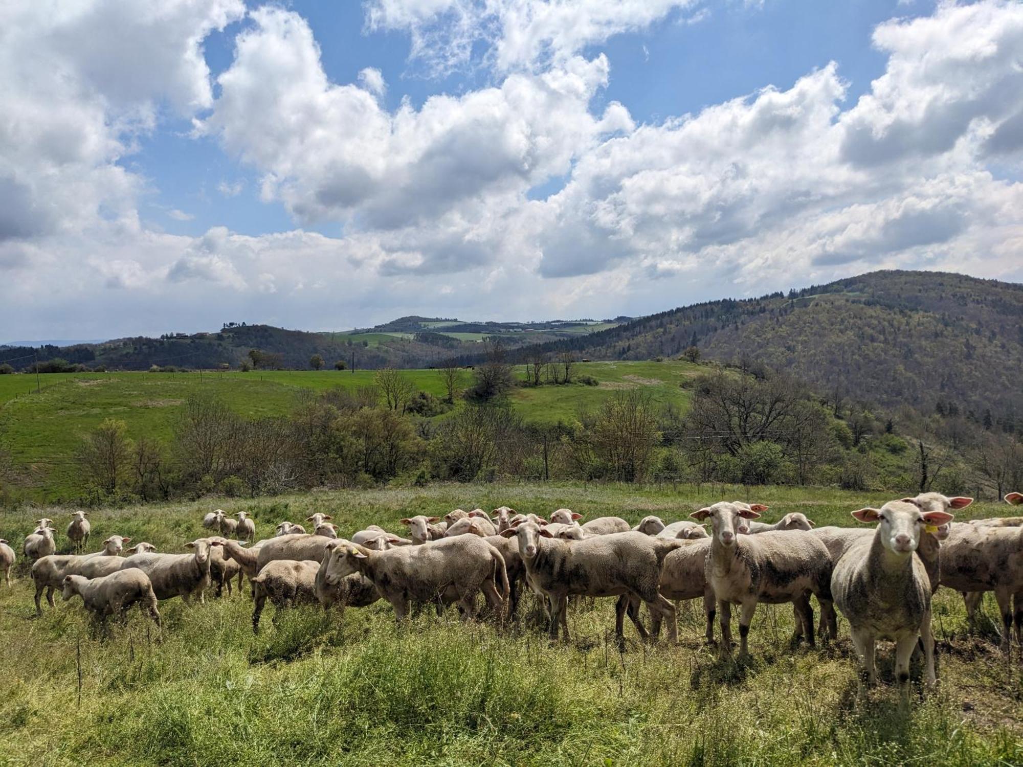 La Grange, Le Hameau Des Volcans - Deconnexion Face A La Vue Saint-Just-pres-Brioude Eksteriør billede